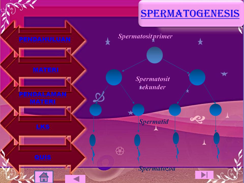 SPERMATOGENESIS Spermatosit primer Spermatosit sekunder Spermatid
