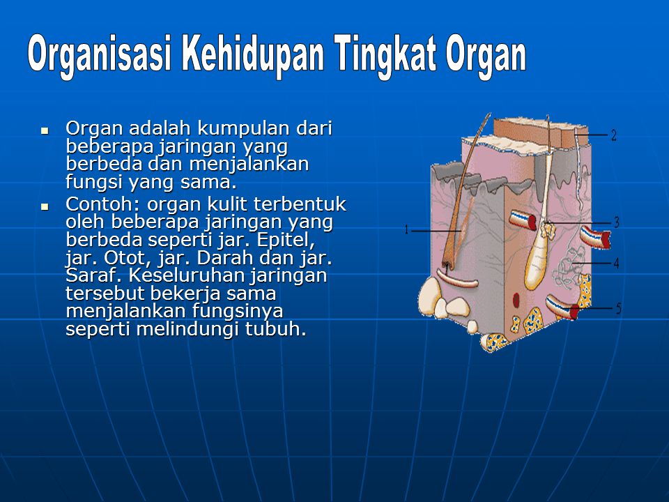 Organisasi Kehidupan Tingkat Organ