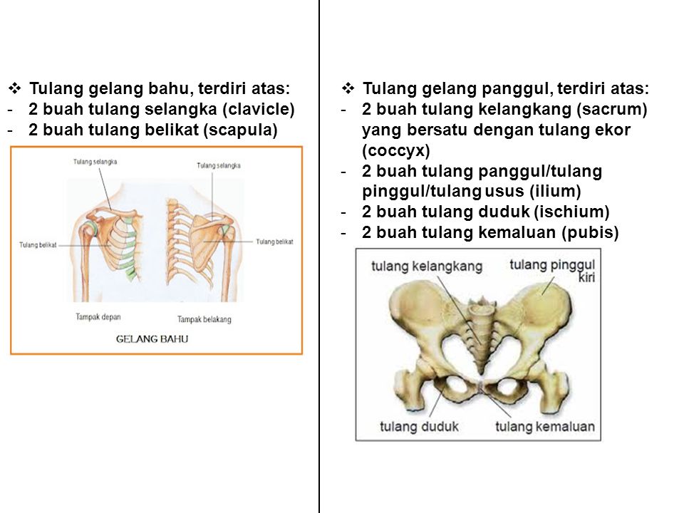 Gambar Tulang Gelang Panggul Dan Keterangannya Juwitala