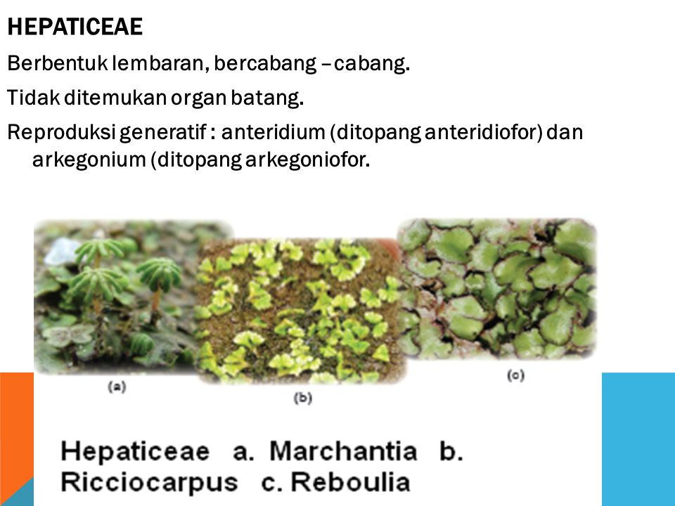 Hepaticeae
