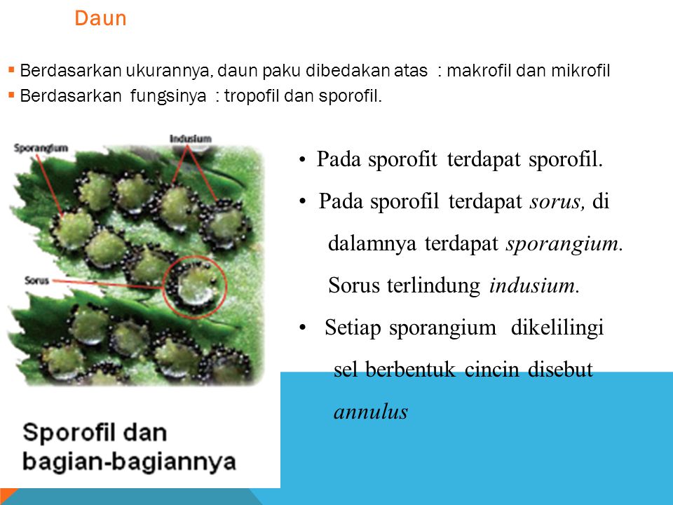 Pada sporofil terdapat sorus, di dalamnya terdapat sporangium.