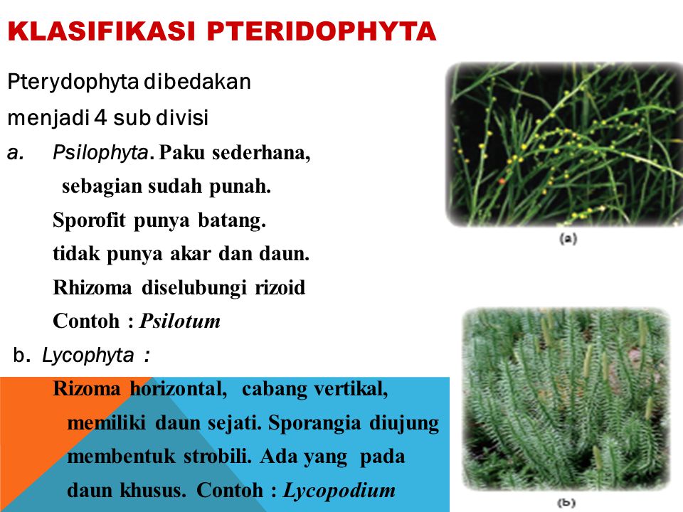 Klasifikasi pteridophyta