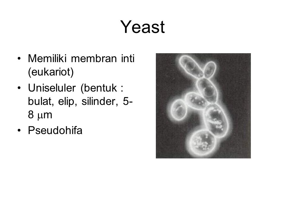 Yeast Memiliki membran inti (eukariot)