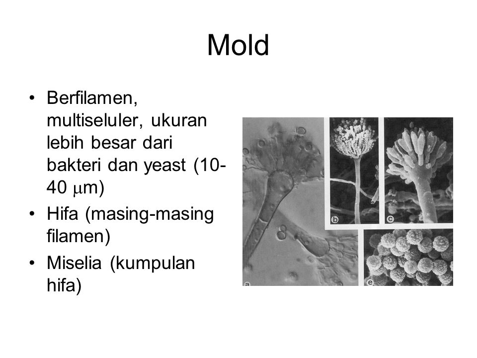 Mold Berfilamen, multiseluler, ukuran lebih besar dari bakteri dan yeast (10-40 m) Hifa (masing-masing filamen)