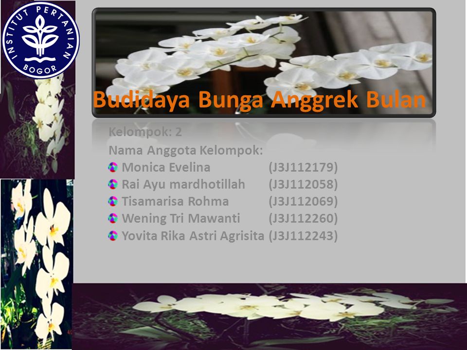 Budidaya Bunga Anggrek Bulan Ppt Download