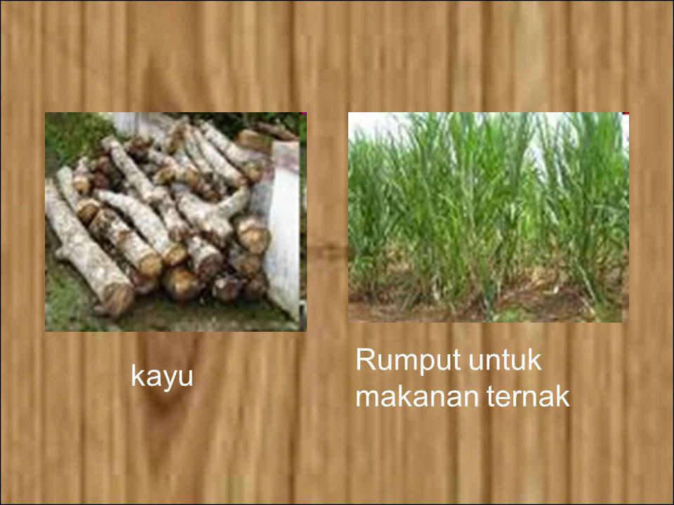Rumput untuk makanan ternak kayu