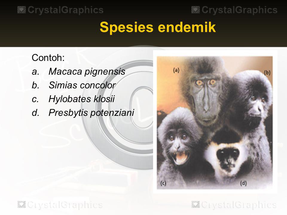 Spesies endemik Contoh: Macaca pignensis Simias concolor