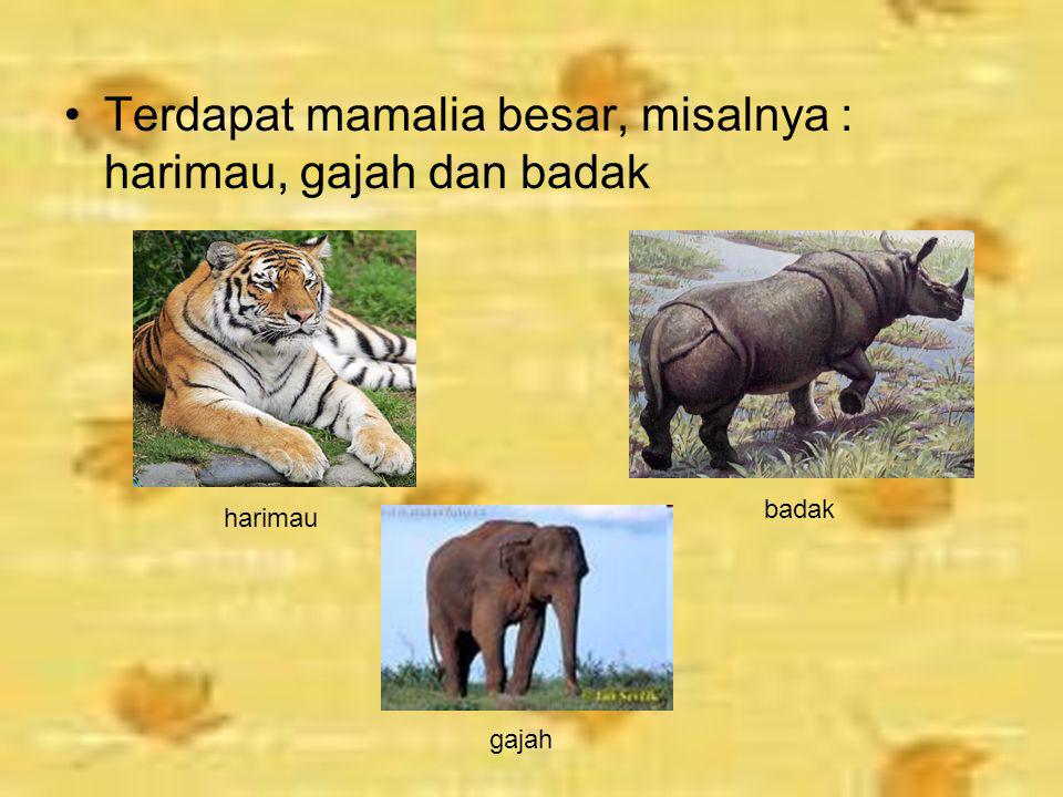 Terdapat mamalia besar, misalnya : harimau, gajah dan badak
