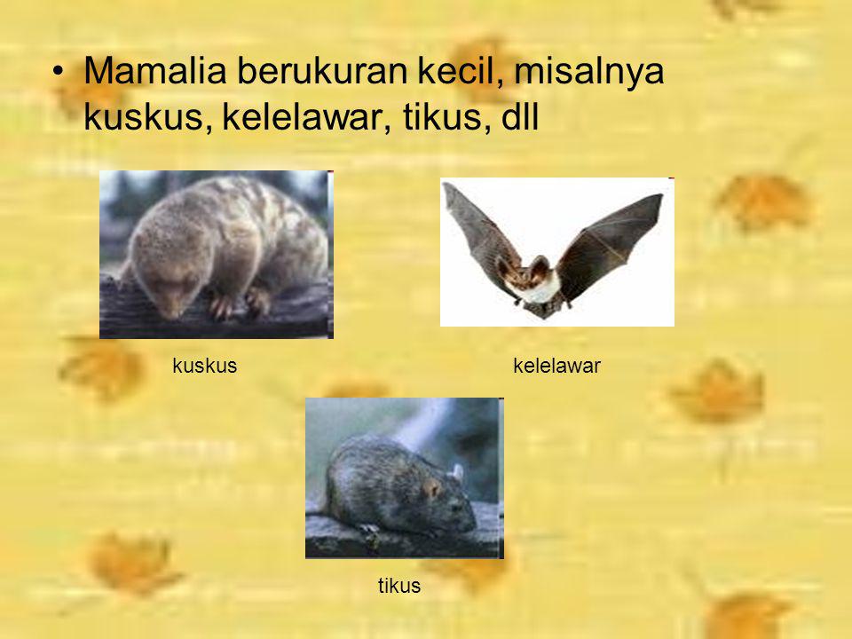 Mamalia berukuran kecil, misalnya kuskus, kelelawar, tikus, dll