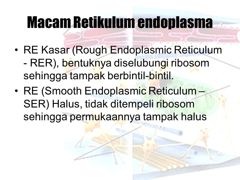 Macam Retikulum endoplasma