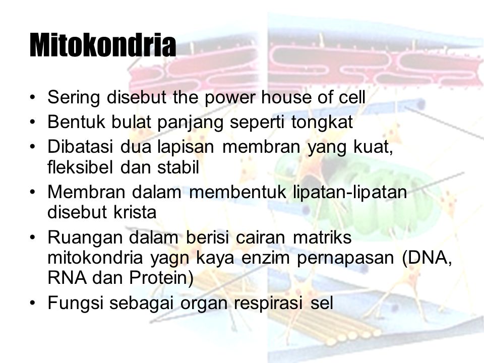 Mitokondria Sering disebut the power house of cell