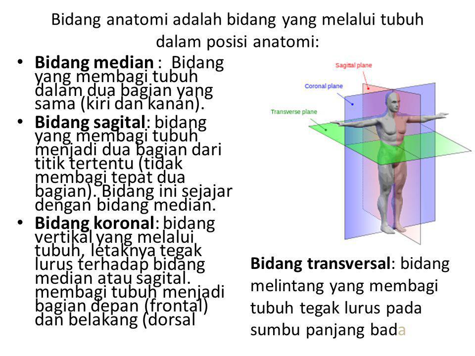 Bidang anatomi adalah bidang yang melalui tubuh dalam posisi anatomi: