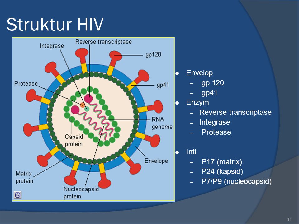 Human immunodeficiency virus. Вирус Сендай капсид. Вирус Сендай капсид и сердцевина. Функции gp120. Gp24 HIV.