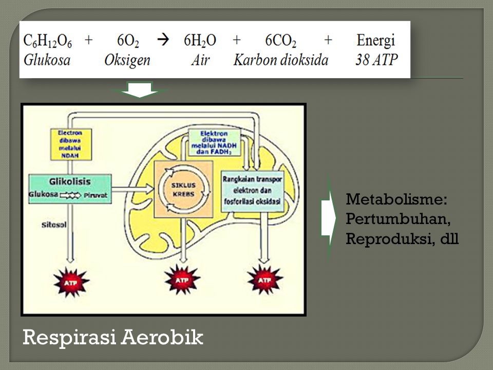 Metabolisme: Pertumbuhan, Reproduksi, dll Respirasi Aerobik