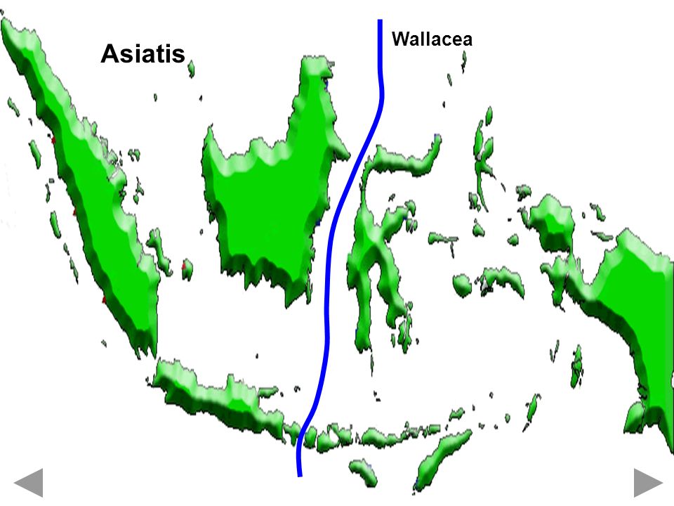 Wallacea Asiatis