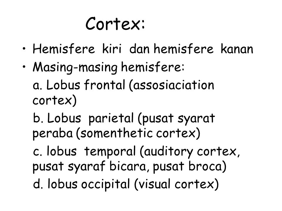 Cortex: Hemisfere kiri dan hemisfere kanan Masing-masing hemisfere: