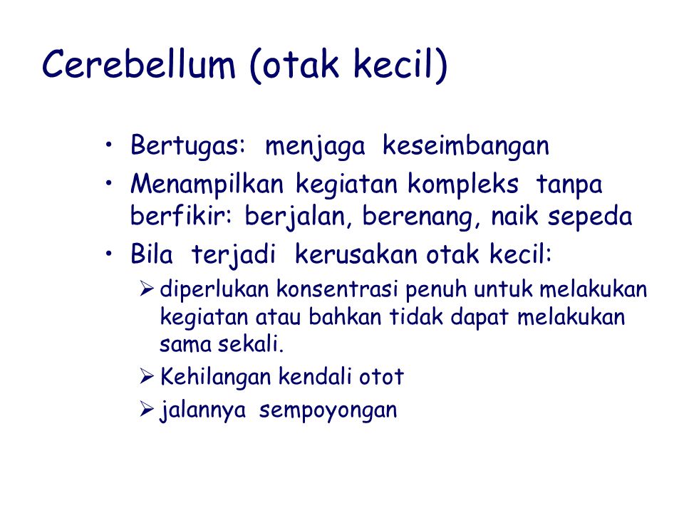Cerebellum (otak kecil)