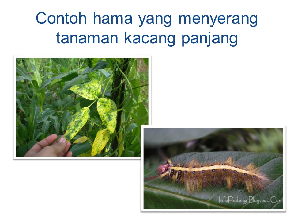 Contoh hama yang menyerang tanaman kacang panjang