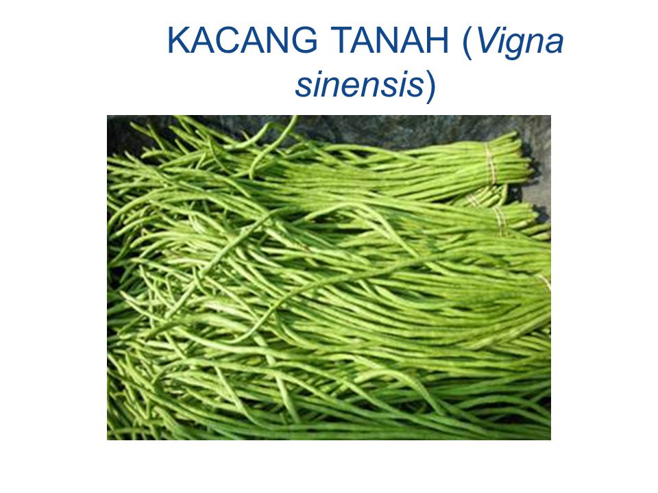 KACANG TANAH (Vigna sinensis)