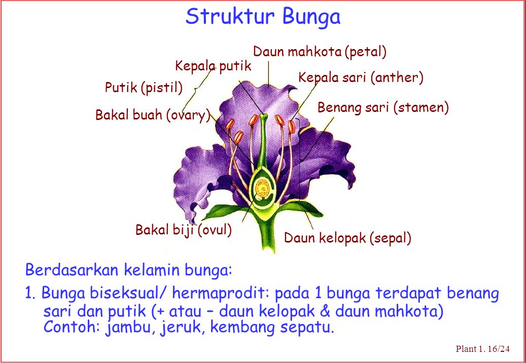 Struktur Bunga Berdasarkan kelamin bunga: