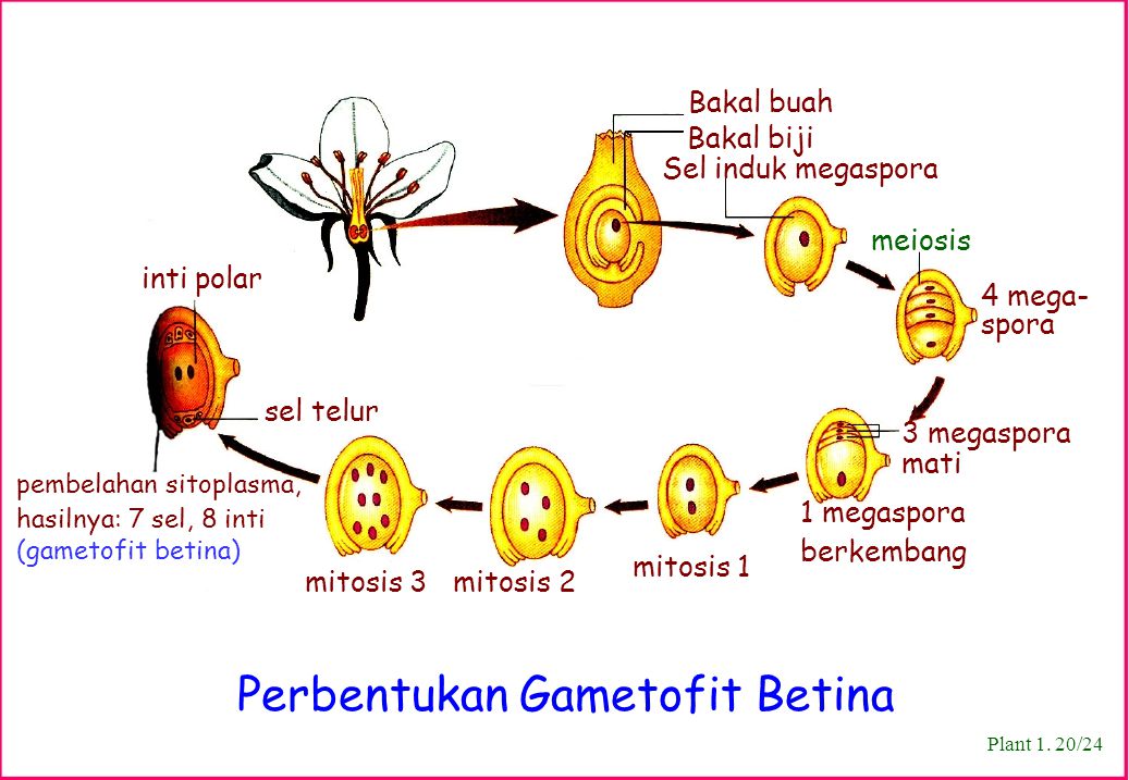 Perbentukan Gametofit Betina Plant 1. 20/24