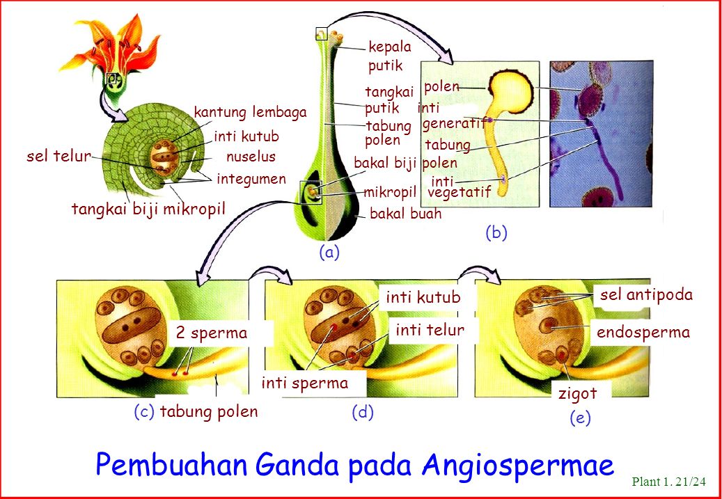 Pembuahan Ganda pada Angiospermae