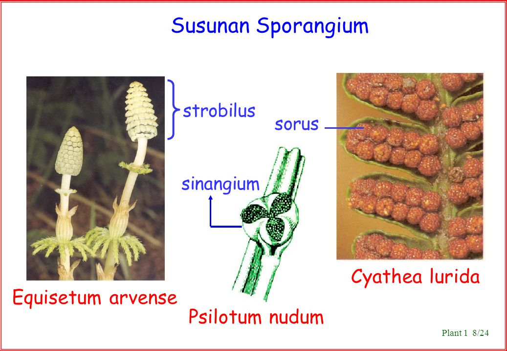 Susunan Sporangium Cyathea lurida Equisetum arvense Plant 1 8/24