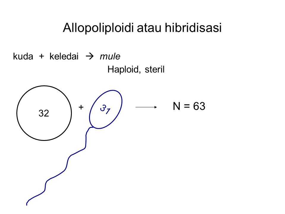 Allopoliploidi atau hibridisasi