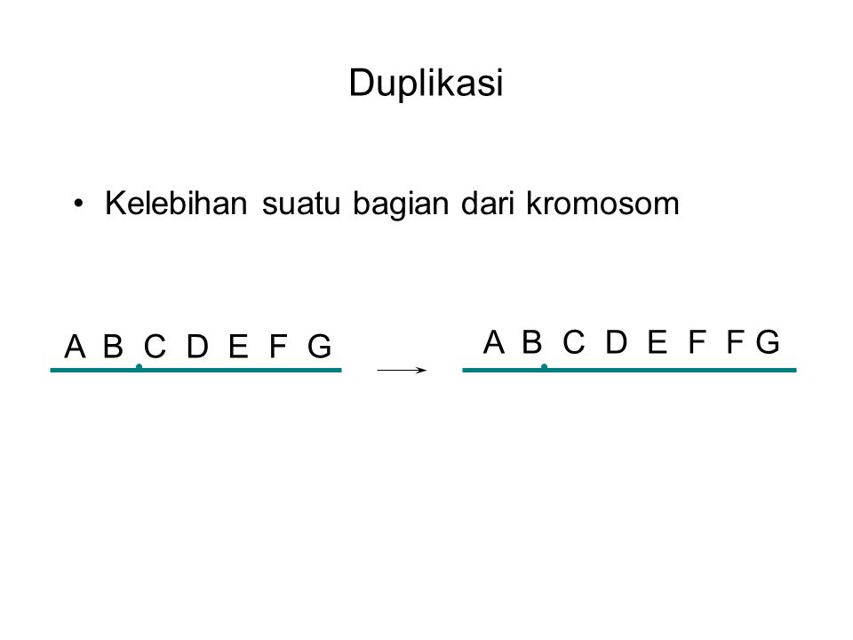Duplikasi Kelebihan suatu bagian dari kromosom A B C D E F F G