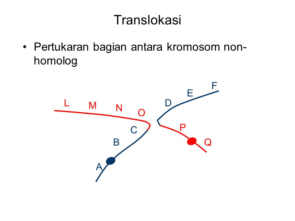 Translokasi Pertukaran bagian antara kromosom non-homolog F E L D M N