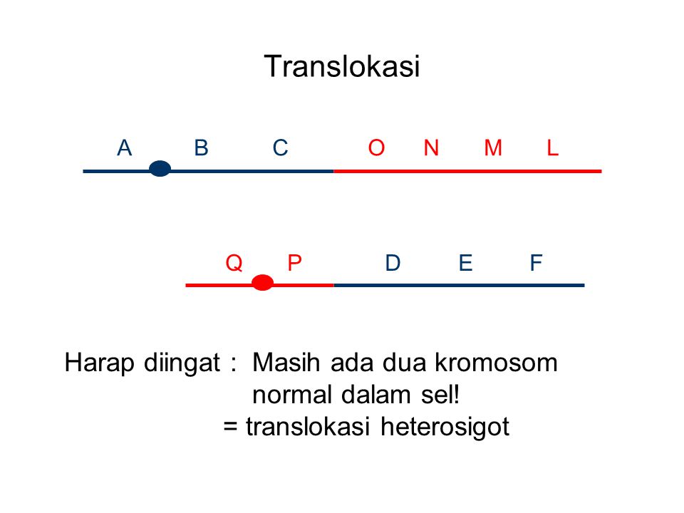 Translokasi Harap diingat : Masih ada dua kromosom normal dalam sel!