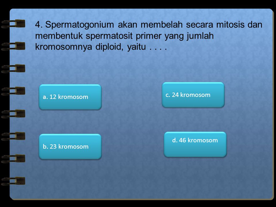 4. Spermatogonium akan membelah secara mitosis dan membentuk spermatosit primer yang jumlah kromosomnya diploid, yaitu