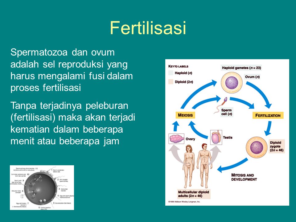 Syarat terjadinya kehamilan apabila terjadi fertilisasi. pernyataan yang benar berkaitan dengan fertilisasi adalah