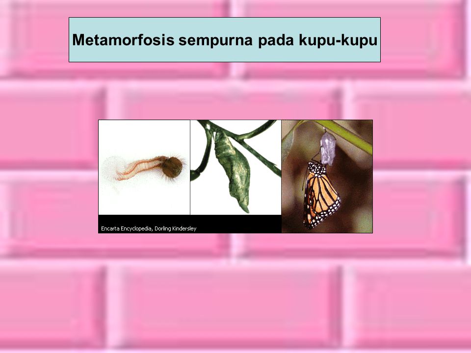 Metamorfosis sempurna pada kupu-kupu