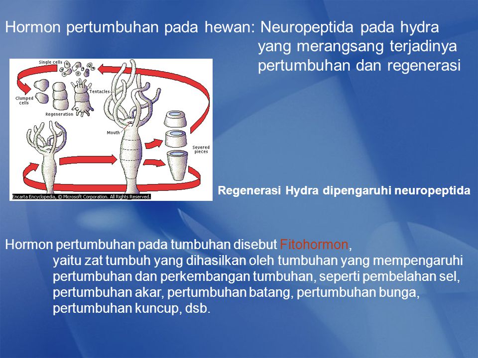 Regenerasi Hydra dipengaruhi neuropeptida