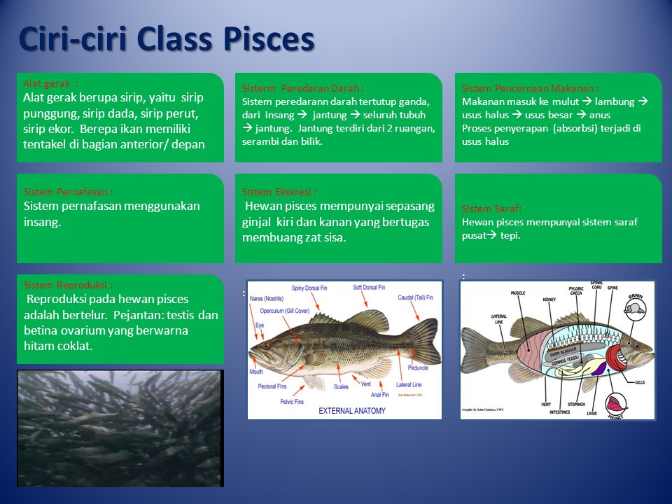 Ciri-ciri Class Pisces