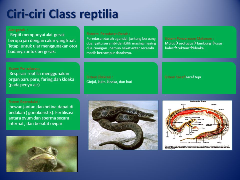 Ciri-ciri Class reptilia