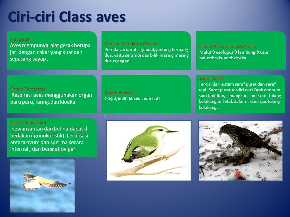 Ciri-ciri Class aves Alat gerak : Aves mempunyai alat gerak berupa jari dengan cakar yang kuat dan sepasang sayap .