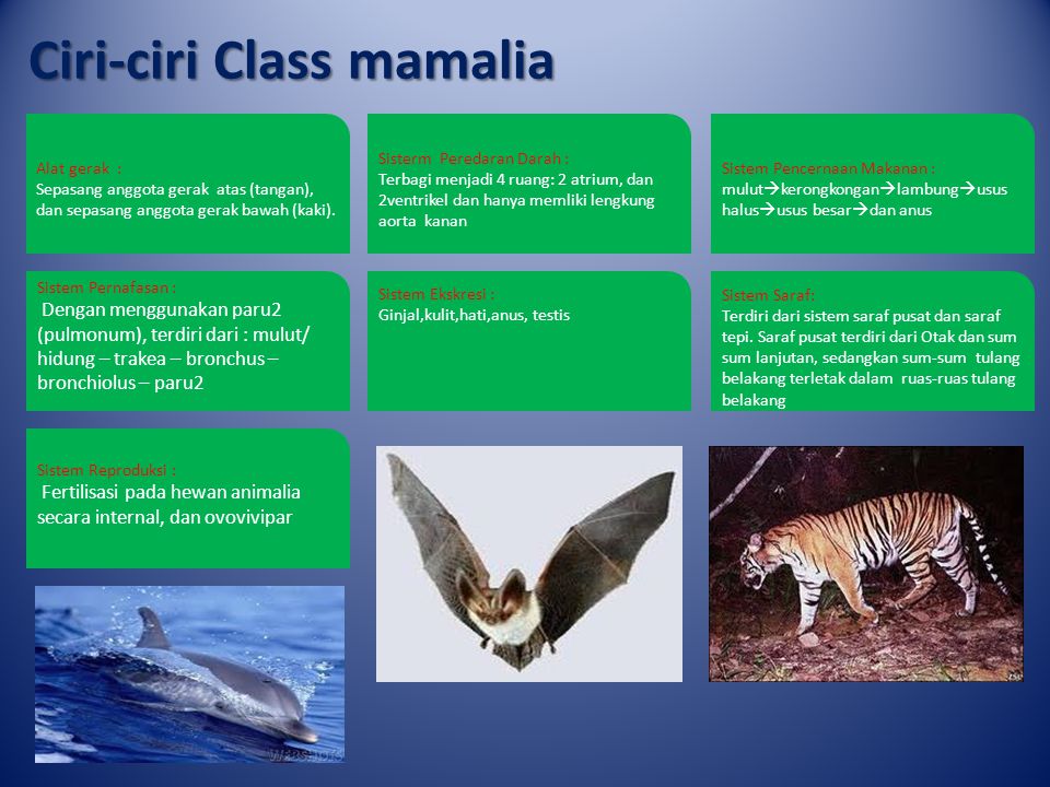 Ciri-ciri Class mamalia