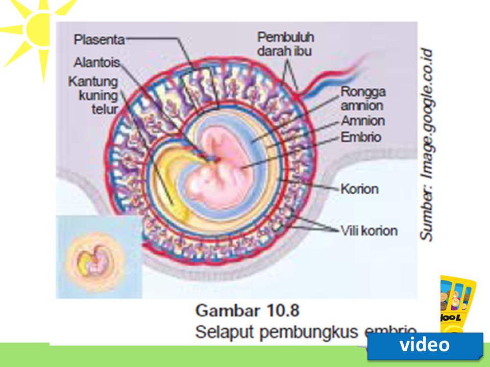 Pembungkus mempunyai fungsi selaput . . satunya amnion . adalah yang . salah embrio Contoh Soal