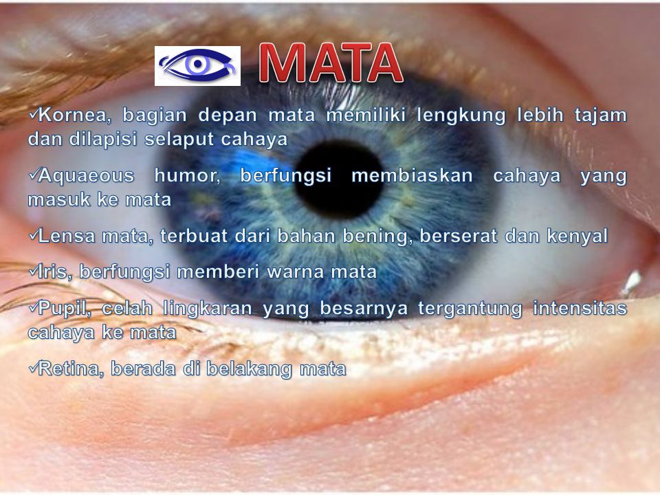 MATA Kornea, bagian depan mata memiliki lengkung lebih tajam dan dilapisi selaput cahaya.