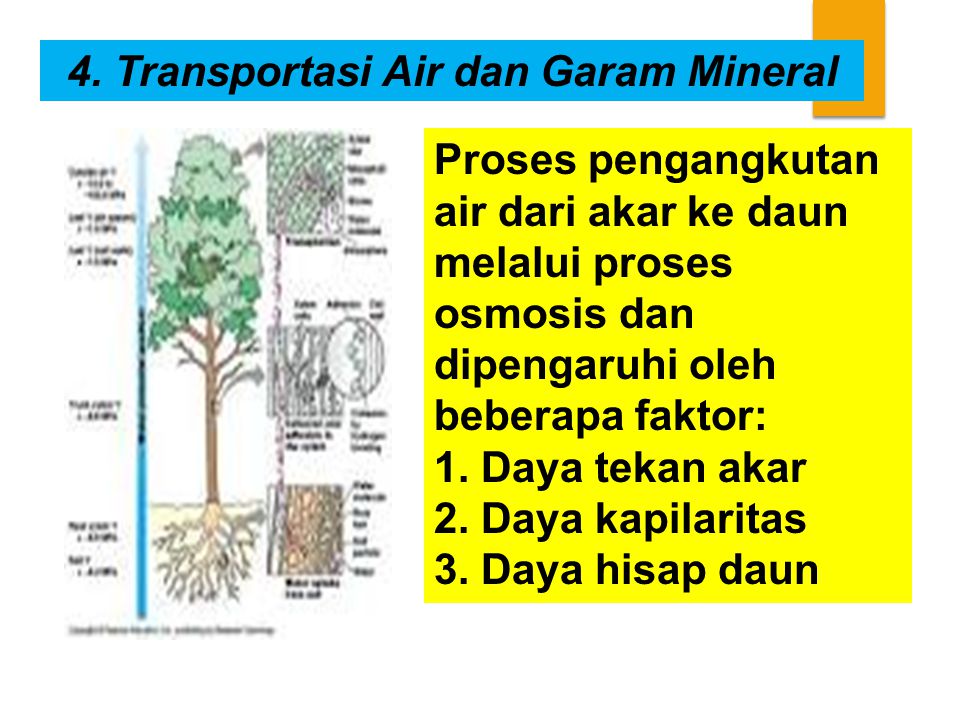 4. Transportasi Air dan Garam Mineral