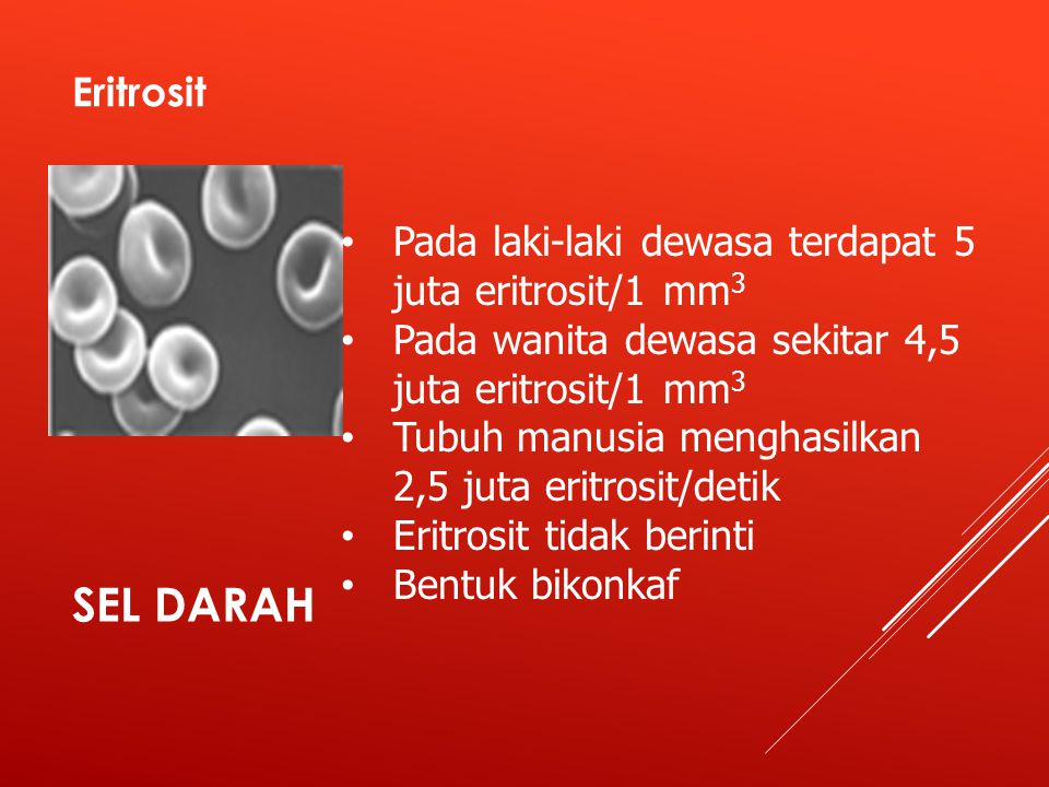 Eritrosit Pada laki-laki dewasa terdapat 5 juta eritrosit/1 mm3. Pada wanita dewasa sekitar 4,5 juta eritrosit/1 mm3.