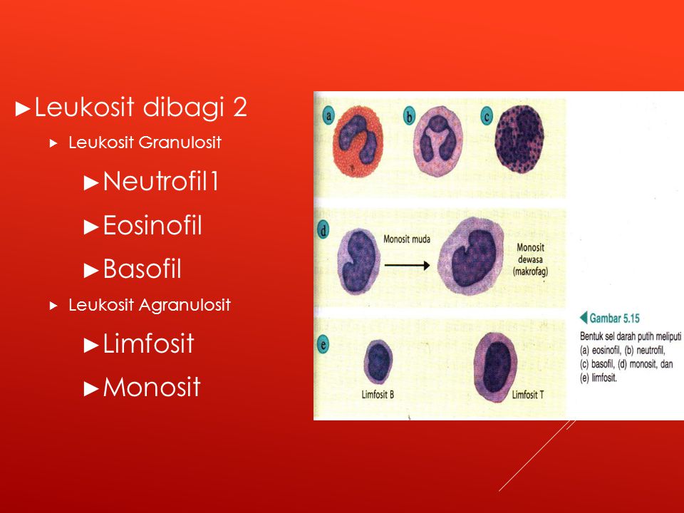 Leukosit dibagi 2 Neutrofil1 Eosinofil Basofil Limfosit Monosit