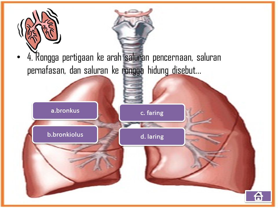 4. Rongga pertigaan ke arah saluran pencernaan, saluran pernafasan, dan saluran ke rongga hidung disebut...