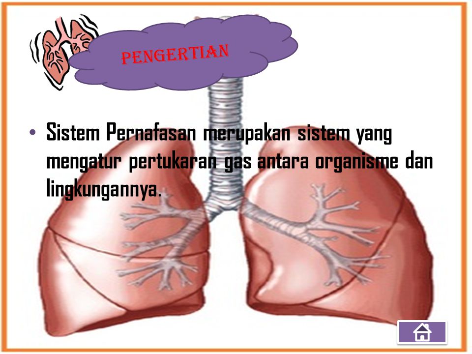 PENGERTIAN Sistem Pernafasan merupakan sistem yang mengatur pertukaran gas antara organisme dan lingkungannya.