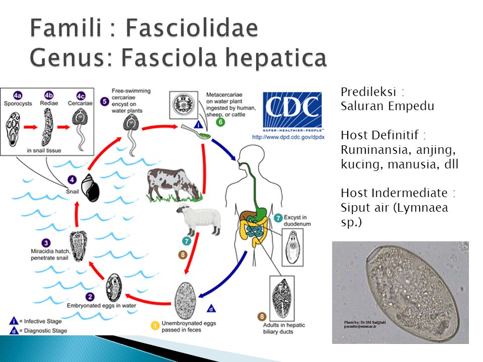 Жизненный цикл fasciola hepatica схема