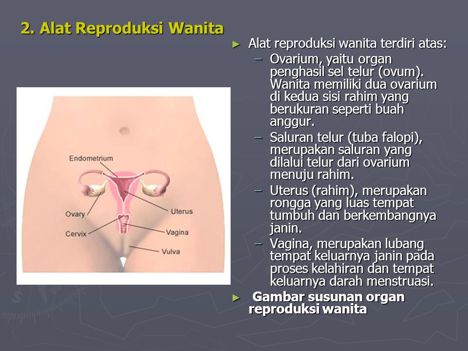 2. Alat Reproduksi Wanita