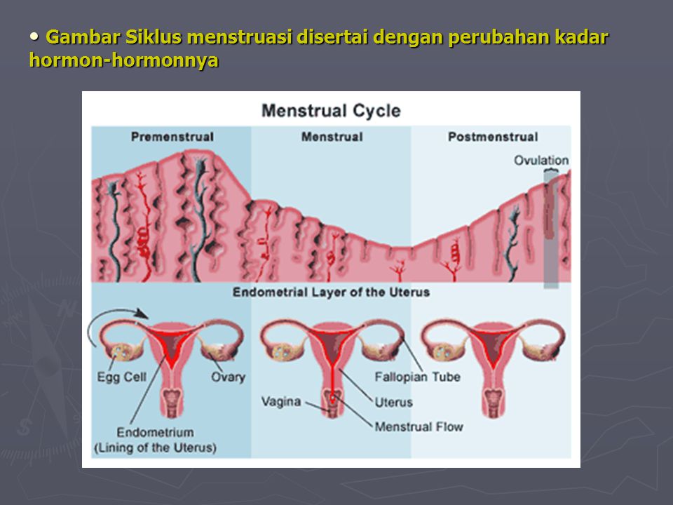 Gambar Siklus menstruasi disertai dengan perubahan kadar hormon-hormonnya