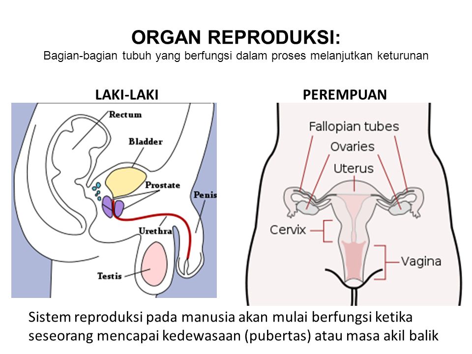 ORGAN REPRODUKSI: Bagian-bagian tubuh yang berfungsi dalam proses melanjutkan keturunan